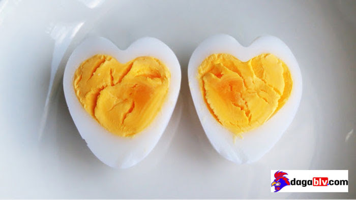 Tại sao nên cho gà chọi ăn lòng đỏ trứng? Tác dụng của lòng đỏ trứng với gà chọi 2 Tại sao nên cho gà chọi ăn lòng đỏ trứng? Tác dụng của lòng đỏ trứng với gà chọi Cho gà chọi ăn lòng đỏ trứng