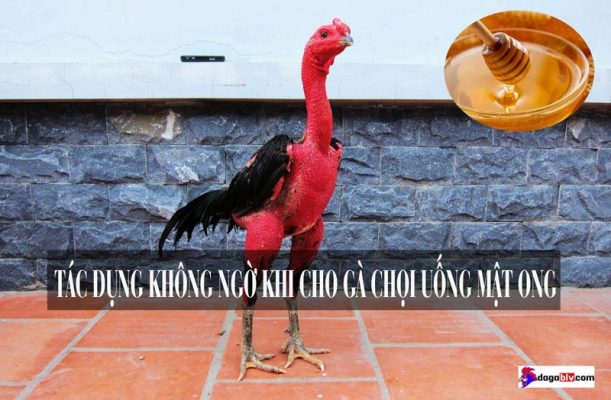 Cho gà uống mật ong có tác dụng gì?