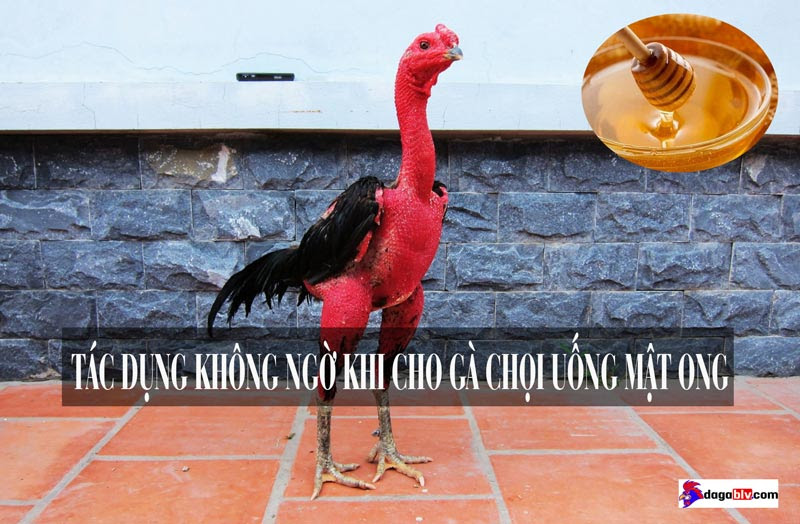 Cho gà uống mật ong có tác dụng gì?