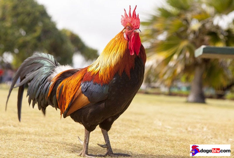 Những tác dụng không ngờ khi cho gà chọi uống mật ong