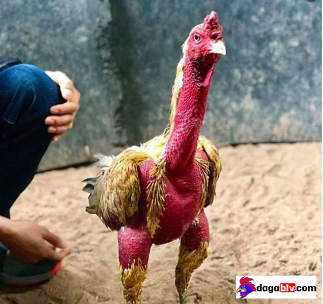 Những cách pha mật ong cho gà uống