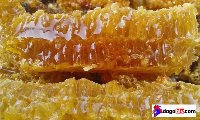 Trường hợp nào nên cho gà chọi uống mật ong?
