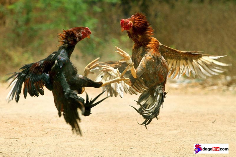 Những điều cần chú ý khi dùng mật ong cho gà đá