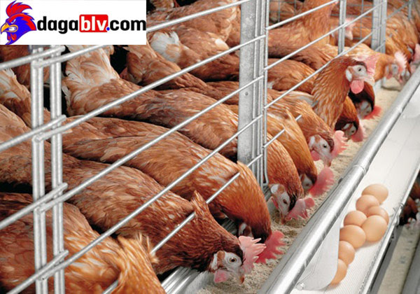 Kỹ thuật nuôi gà đẻ trứng hiện đại giúp bà con kiếm tiền tỷ mỗi năm 10 Kỹ thuật nuôi gà đẻ trứng hiện đại giúp bà con kiếm tiền tỷ mỗi năm Một số lưu ý trong việc nuôi gà.