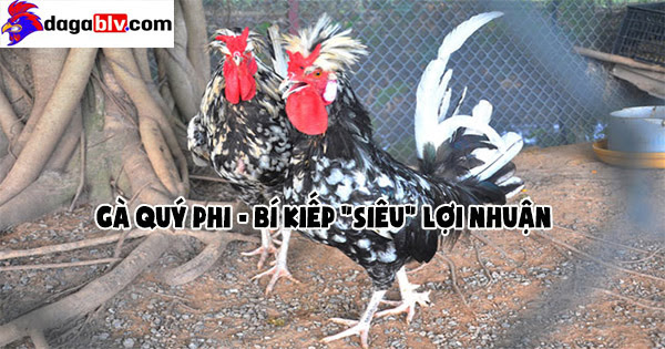 Điều kiện sinh trưởng gà quý phi