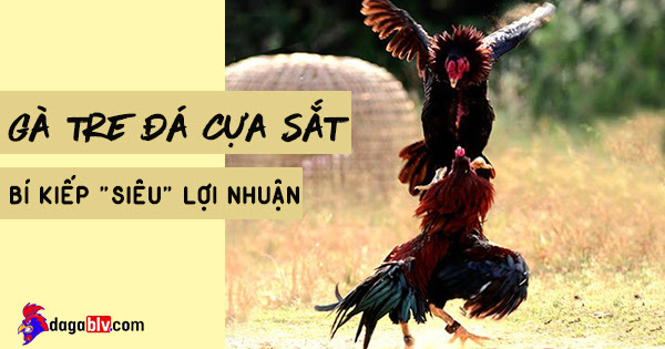 Gà Tre Đá Cựa Sắt - Hé lộ Cách Rèn Luyện "Chuẩn Thần Kê" 2 Gà Tre Đá Cựa Sắt - Hé lộ Cách Rèn Luyện "Chuẩn Thần Kê" Chế độ ăn của gà tre đá cựa sắt