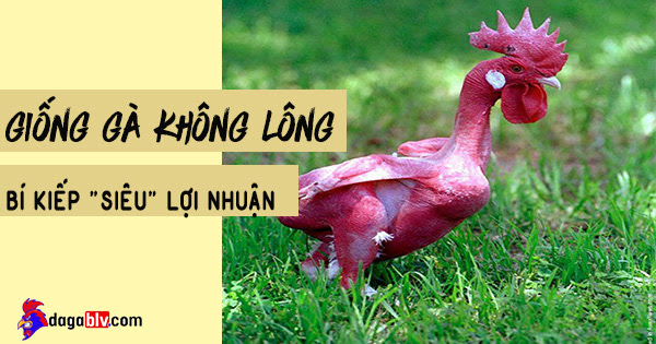 Giá gà không lông trên trị thị trường khá cao
