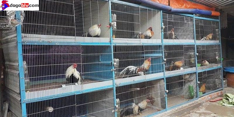 Chia sẻ chi tiết cách làm chuồng nuôi gà thả vườn đơn giản 6 Chia sẻ chi tiết cách làm chuồng nuôi gà thả vườn đơn giản Chuồng gà đẹp bằng lưới B40