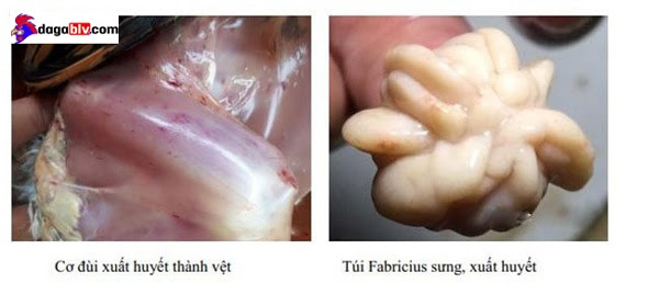 BỆNH GUMBORO Ở GÀ LÀ BỆNH GÌ? 5 BỆNH GUMBORO Ở GÀ LÀ BỆNH GÌ? Bệnh tích trên gà bệnh Gumboro