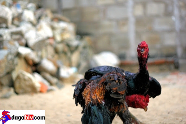 Tập vần đòn, vần hơi.
