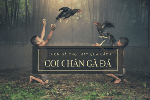 Coi chân gà đá 