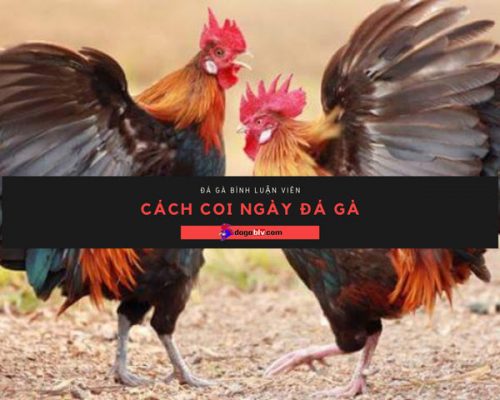 Coi ngày đá gà