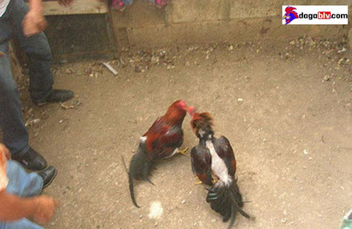 gà chọi đá chết người