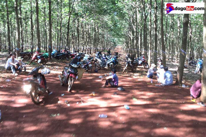 Bình Phước - Một trường gà nằm trong lo cao su vừa bị công an triệt phá 1 Bình Phước - Một trường gà nằm trong lo cao su vừa bị công an triệt phá Đá gà ăn tiền bình phước