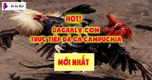 Đá gà thomo hôm nay