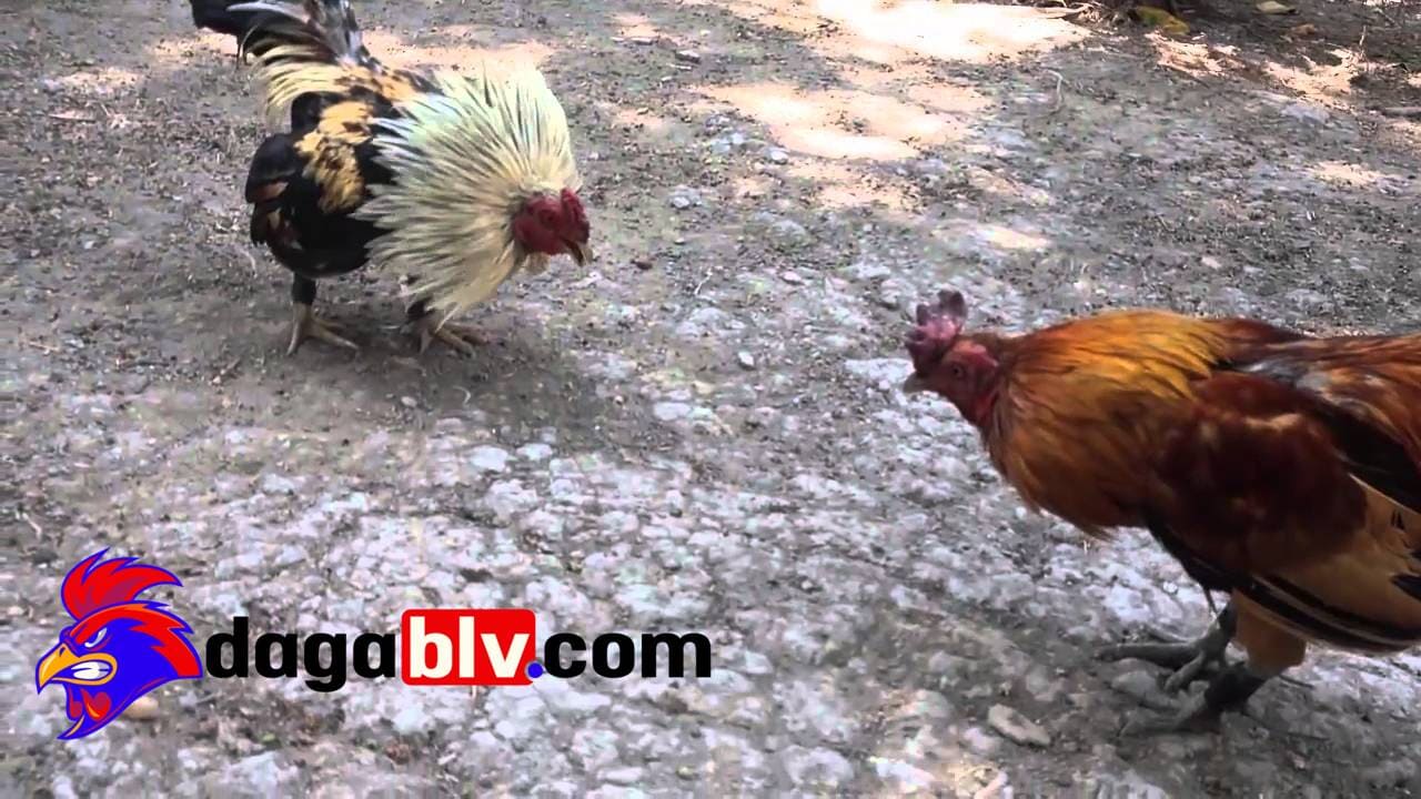 Trực tiếp đá gà cựa dao philippines