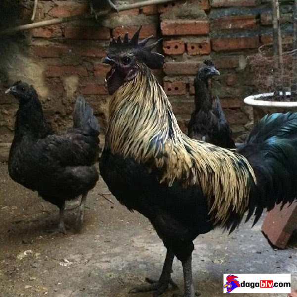 Gà h'mông bản địa lông đen