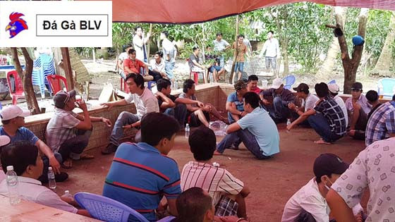 Bất bình cá độ đá gà gây náo loạn bắt giữ 24 đối tượng tại Chợ Mới 2 Bất bình cá độ đá gà gây náo loạn bắt giữ 24 đối tượng tại Chợ Mới Vây bắt 24 đới tượng đá gà và nhiều đối tượng liên quan