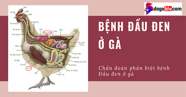 Chẩn đoán và phân biệt bệnh đầu đen ở gà