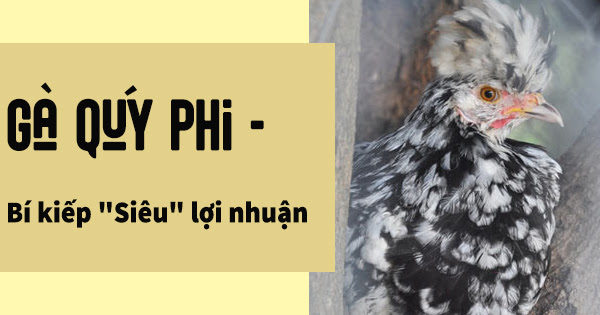 Chuồng nuôi và thức ăn cho gà quý phi