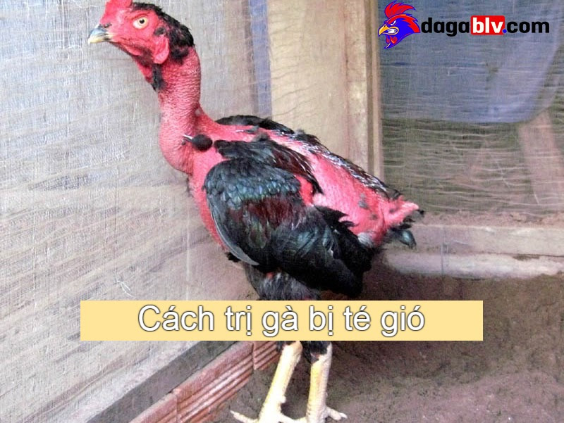 Cách Trị Gà Bị Té Gió - Nguyên Nhân Và Cách Điều Trị 4 Cách Trị Gà Bị Té Gió - Nguyên Nhân Và Cách Điều Trị CÁCH TRỊ GÀ BỊ TÉ GIÓ 5 - 6 THÁNG TUỔI