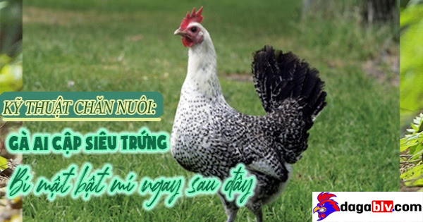 Gà Ai Cập siêu trứng - Bí mật bật mí ngay sau đây 2 Gà Ai Cập siêu trứng - Bí mật bật mí ngay sau đây Kỹ thuật chăn nuôi gà ai cập