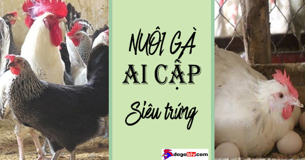 Gà Ai Cập siêu trứng - Bí mật bật mí ngay sau đây 1 Gà Ai Cập siêu trứng - Bí mật bật mí ngay sau đây Cách làm chuồng trại gà Ai Cập hợp lý