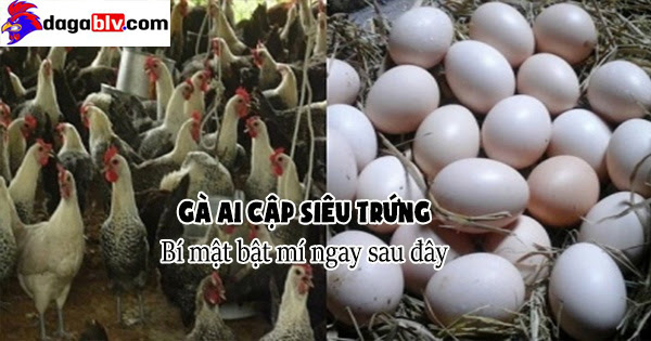 Gà Ai Cập siêu trứng - Bí mật bật mí ngay sau đây 3 Gà Ai Cập siêu trứng - Bí mật bật mí ngay sau đây Gà Ai Cập siêu trứng - Bí mật bật mí ngay sau đây