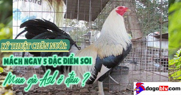 Mua gà Asil ở đâu hiện nay?