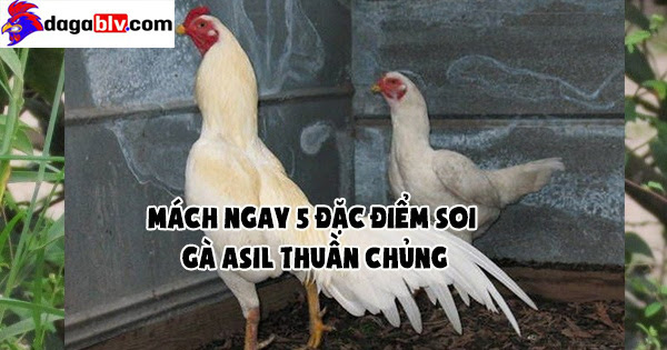 Nguồn gốc của gà Asil