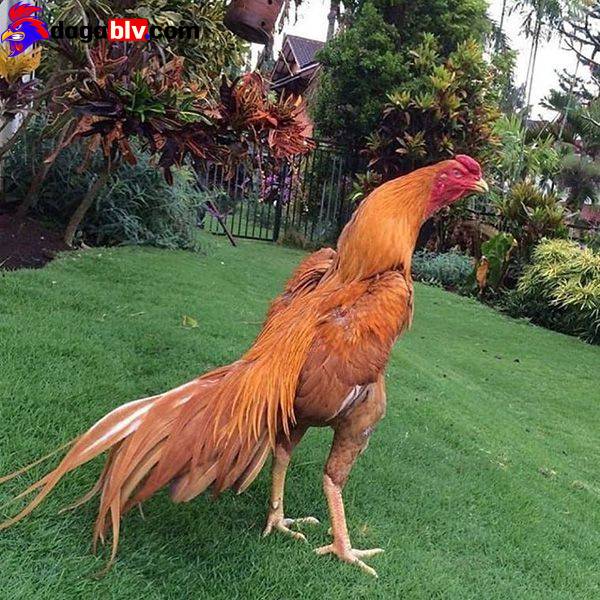 Nguồn gốc của gà Asil