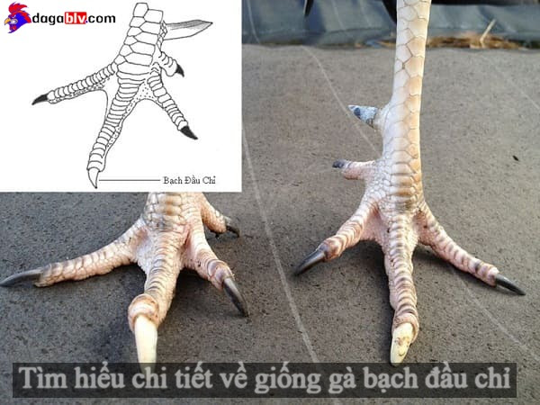 Tìm hiểu chi tiết về giống gà bạch đầu chỉ nổi tiếng nhất hiện nay 1 Tìm hiểu chi tiết về giống gà bạch đầu chỉ nổi tiếng nhất hiện nay Gà bạch đầu chỉ
