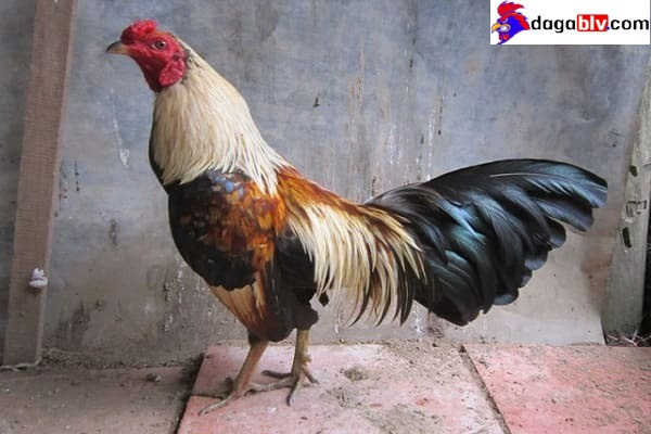 Tìm hiểu chi tiết về giống gà bạch đầu chỉ nổi tiếng nhất hiện nay 3 Tìm hiểu chi tiết về giống gà bạch đầu chỉ nổi tiếng nhất hiện nay Gà tre bạch đầu chỉ