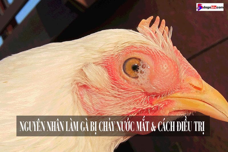 Gà bị chảy nước mắt