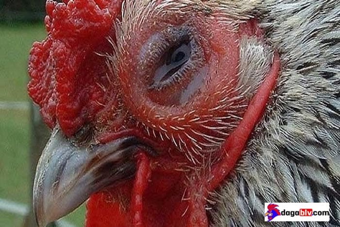 Làm sao để điều trị gà bị chảy nước mắt