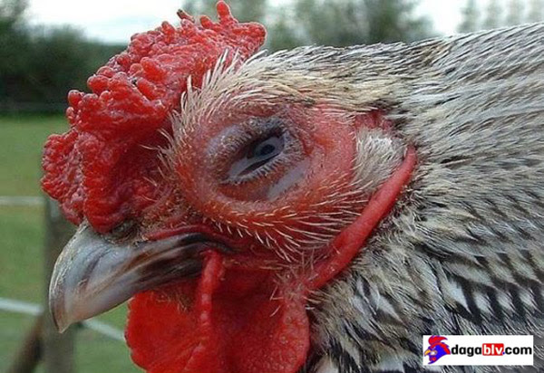 BỆNH ILT TRÊN GÀ - VIÊM THANH KHÍ QUẢN TRUYỀN NHIỄM 5 BỆNH ILT TRÊN GÀ - VIÊM THANH KHÍ QUẢN TRUYỀN NHIỄM Gà bị sưng viêm, chảy nước mắt