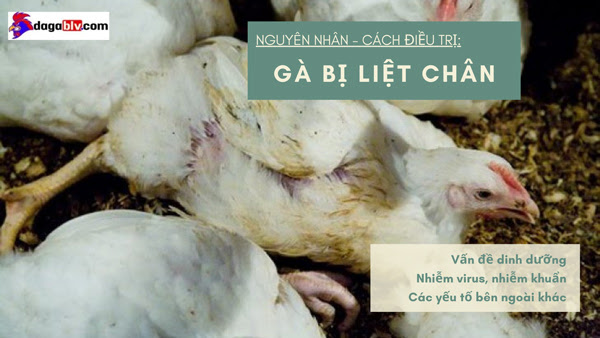 GÀ BỊ LIỆT CHÂN