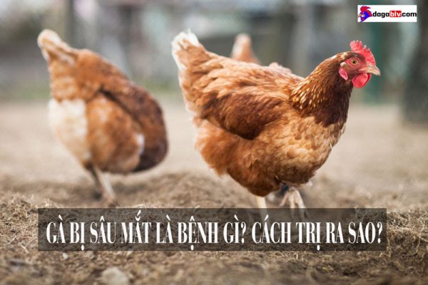 gà bị sâu mắt