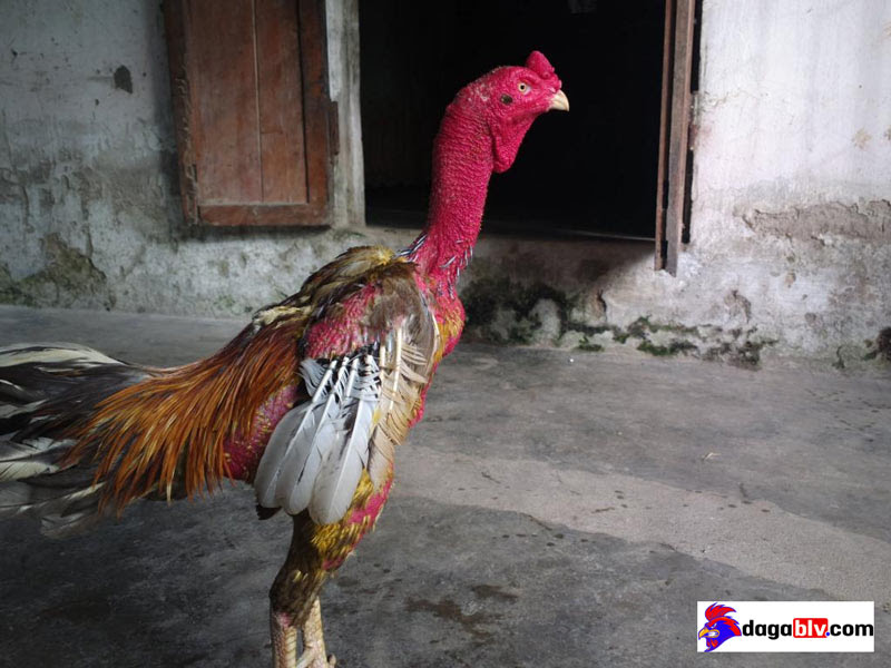 Gà bị tiêu chảy uống nhiều nước là biểu hiện của bệnh gì? 1 Gà bị tiêu chảy uống nhiều nước là biểu hiện của bệnh gì? Gà bị tiêu chảy uống nhiều nước