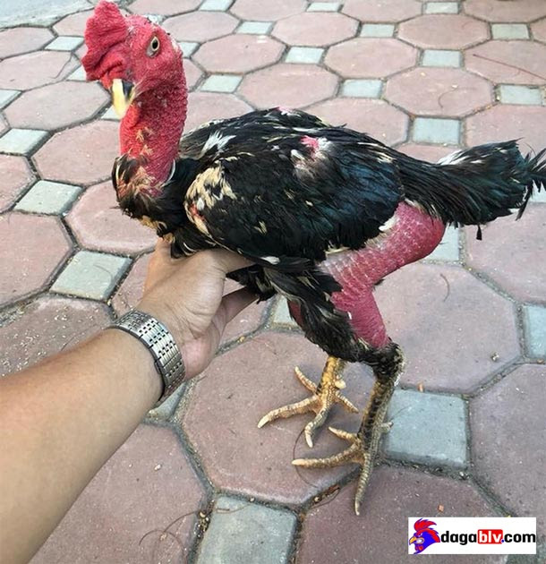 Gà bị tiêu chảy uống nhiều nước là biểu hiện của bệnh gì? 2 Gà bị tiêu chảy uống nhiều nước là biểu hiện của bệnh gì? Gà không ăn chỉ uống nước là bệnh gì?