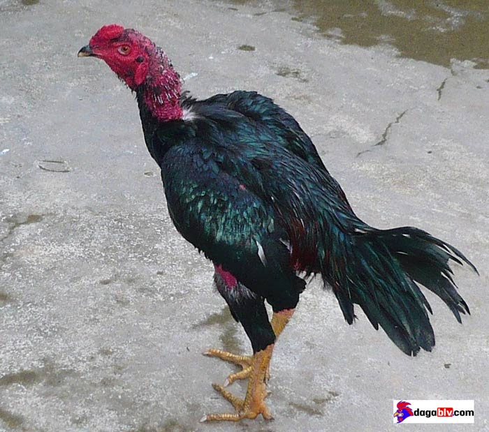 Gà bị tiêu chảy uống nhiều nước là biểu hiện của bệnh gì? 3 Gà bị tiêu chảy uống nhiều nước là biểu hiện của bệnh gì? Cách trị gà uống nước không ngừng bằng thuốc tây