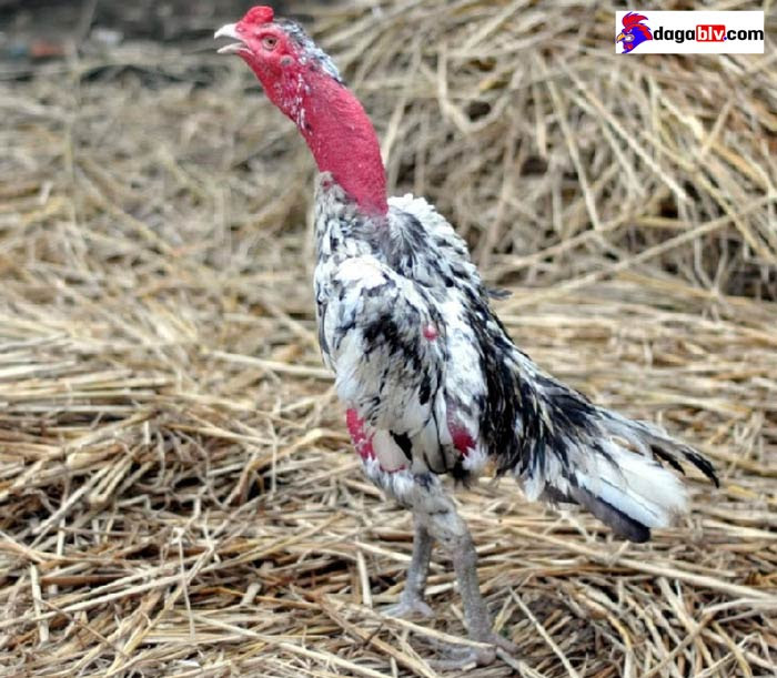 Gà bị tiêu chảy uống nhiều nước là biểu hiện của bệnh gì? 4 Gà bị tiêu chảy uống nhiều nước là biểu hiện của bệnh gì? Phòng bệnh gà bị tiêu chảy uống nhiều nước