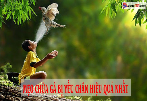 Gà Bị Yếu Chân - Bật Mí Cách Chữa Đơn Giản Và Mau Khỏi 1 Gà Bị Yếu Chân - Bật Mí Cách Chữa Đơn Giản Và Mau Khỏi Tại sao gà bị yếu chân
