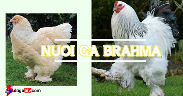 Gà Brahma - Thuật nuôi Vua gà bá đạo 1 Gà Brahma - Thuật nuôi Vua gà bá đạo Nguồn gốc gà brahma