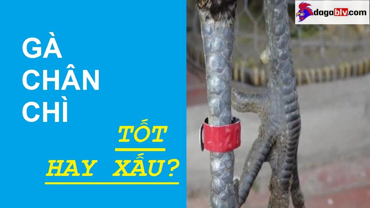 Gà chân chì tốt hay xấu?