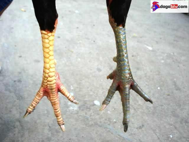 Một số giống gà chân chì