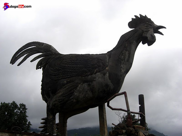 Tường gà chín cựa khổng lồ của người Lạch - Đức Trọng