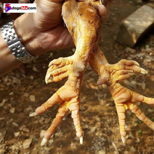 Đặc điểm nhiều cựa nổi bật của gà 9 cựa