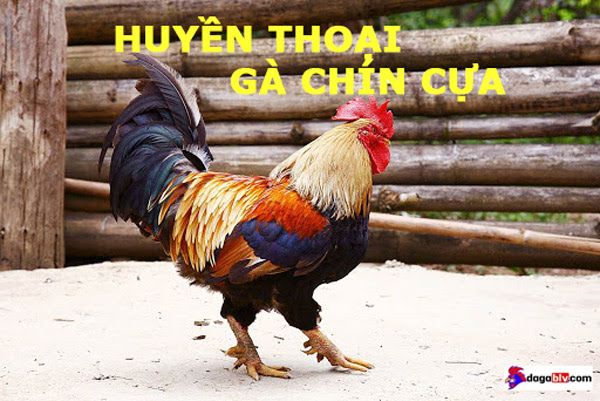Gà chín cựa