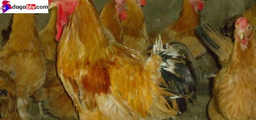 Các giống gà chuyên cúng bái hiện nay